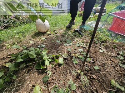 진천휀스 펜스 울타리 - 진천군 문백면에 위치한 전원주택 마당에 반려견의 공간을 위한 메쉬휀스를 시공한 현장을 소개합니다. 진천휀스 펜스 울타리 - 진천군 문백면에 위치한 전원주택 마당에 반려견의 공간을 위한 메쉬휀스를 시공한 현장을 소개합니다.