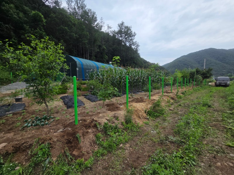 아산휀스 쌍문 대문 설치 메쉬휀스 토공용 영인산 인근 사유지 경계 펜스 시공 아산휀스 쌍문 대문 설치 메쉬휀스 토공용 영인산 인근 사유지 경계 펜스 시공
