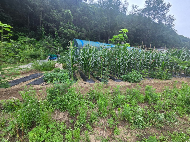 아산휀스 쌍문 대문 설치 메쉬휀스 토공용 영인산 인근 사유지 경계 펜스 시공 아산휀스 쌍문 대문 설치 메쉬휀스 토공용 영인산 인근 사유지 경계 펜스 시공